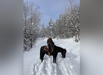 Pony of the Americas, Wallach, 8 Jahre, 141 cm, Rappe