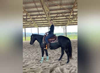 Pony of the Americas, Wallach, 8 Jahre, 141 cm, Rappe