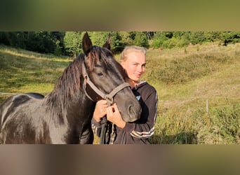 Pony of the Americas, Wallach, 8 Jahre, 141 cm, Rappe