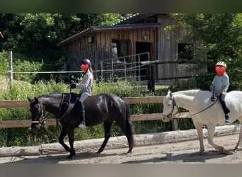 Pony of the Americas, Wallach, 8 Jahre, 141 cm, Rappe