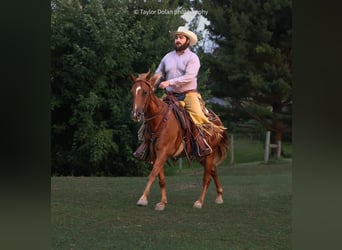 Pony of the Americas, Wallach, 8 Jahre, 147 cm, Rotfuchs