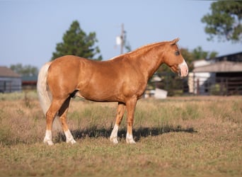 Pony of the Americas, Wallach, 8 Jahre, Palomino