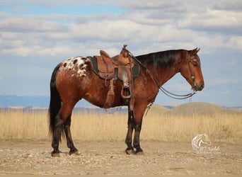Pony of the Americas, Wallach, 9 Jahre, 137 cm, Rotbrauner