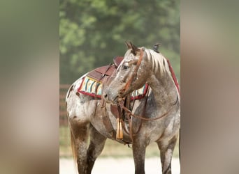 Pony of the Americas, Wallach, 9 Jahre, 137 cm, Schimmel