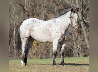 Pony of the Americas, Wallach, 9 Jahre, 145 cm, Schimmel