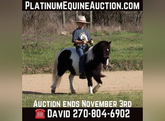 Pony of the Americas, Wallach, 9 Jahre, 94 cm, Tobiano-alle-Farben