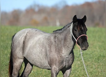 Pony of the Americas, Wallach, 9 Jahre, Roan-Blue