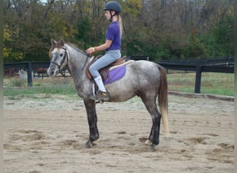 Pony of the Americas, Wallach, 9 Jahre, Schimmel