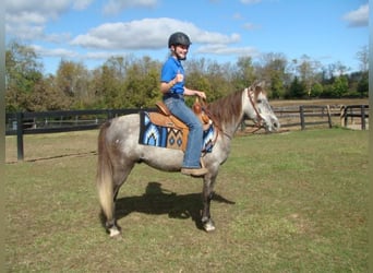 Pony of the Americas, Wallach, 9 Jahre, Schimmel