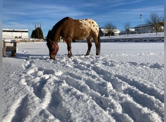 Pony Polacco, Castrone, 10 Anni, 150 cm, Leopard