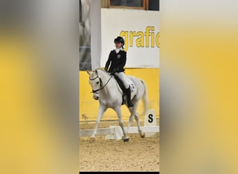 Pony Polacco, Castrone, 13 Anni, 146 cm, Grigio
