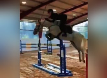 Pony Polacco, Castrone, 17 Anni, 146 cm, Grigio