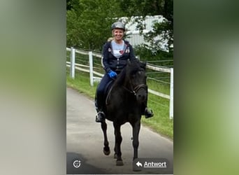 Pony Polacco, Castrone, 17 Anni, 150 cm, Morello