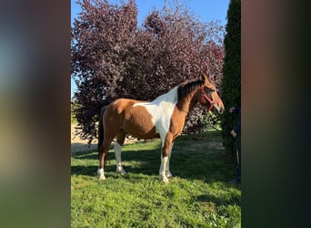 Pony Polacco, Castrone, 3 Anni, 142 cm, Pezzato