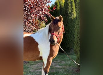 Pony Polacco, Castrone, 3 Anni, 142 cm, Pezzato
