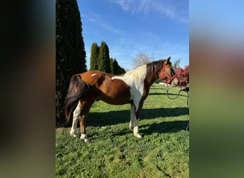 Pony Polacco, Castrone, 3 Anni, 142 cm, Pezzato