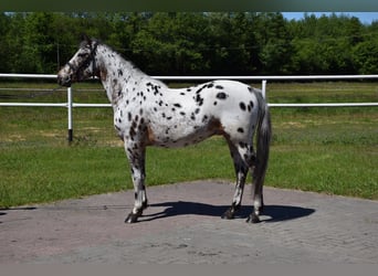 Pony Polacco, Castrone, 3 Anni, 148 cm, Leopard