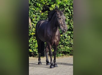 Pony Polacco, Castrone, 3 Anni, 148 cm, Morello