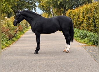 Pony Polacco, Castrone, 3 Anni, 169 cm, Morello