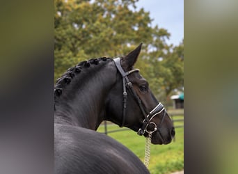 Pony Polacco, Castrone, 3 Anni, 169 cm, Morello