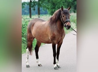 Pony Polacco, Castrone, 4 Anni, 145 cm, Falbo
