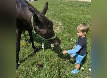 Pony Polacco Mix, Castrone, 4 Anni, 152 cm, Baio nero