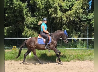 Pony Polacco Mix, Castrone, 4 Anni, 152 cm, Baio nero