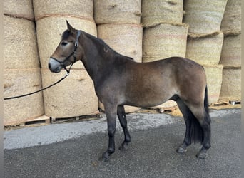 Pony Polacco, Castrone, 4 Anni, 155 cm, Baio