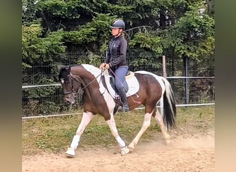 Pony Polacco Mix, Castrone, 5 Anni, 153 cm, Pezzato