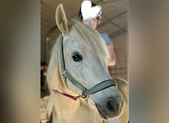 Pony Polacco Mix, Castrone, 6 Anni, 135 cm, Palomino