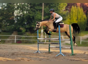 Pony Polacco, Castrone, 6 Anni, 144 cm, Falbo