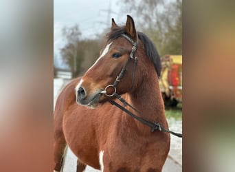 Pony Polacco, Castrone, 7 Anni, 139 cm, Pezzato