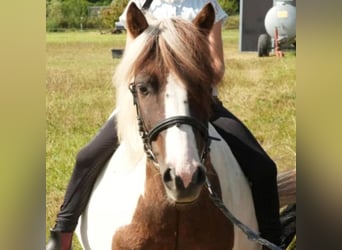 Pony Polacco, Castrone, 8 Anni, 128 cm, Pezzato