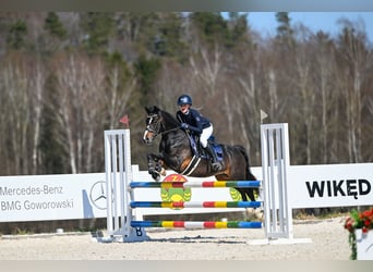 Pony Polacco, Castrone, 8 Anni, 138 cm, Baio nero