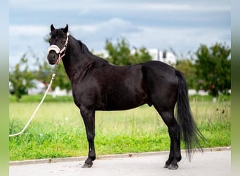 Pony Polacco, Castrone, 9 Anni, 125 cm, Morello