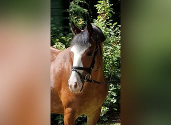 Pony Polacco, Giumenta, 10 Anni, 133 cm, Baio