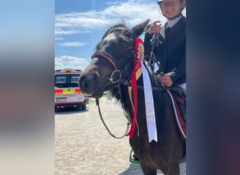 Pony Polacco, Giumenta, 11 Anni, 110 cm, Morello