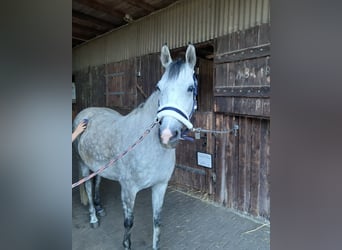 Pony Polacco, Giumenta, 12 Anni, 147 cm, Grigio pezzato