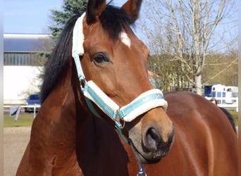 Pony Polacco, Giumenta, 15 Anni, 158 cm, Baio