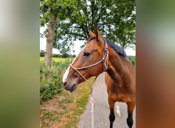 Pony Polacco, Giumenta, 17 Anni, 165 cm, Baio