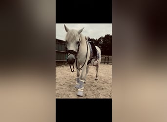 Pony Polacco, Giumenta, 21 Anni, 140 cm, Grigio pezzato