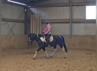 Pony Polacco, Giumenta, 4 Anni, 154 cm, Pezzato