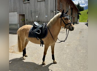 Pony Polacco Mix, Giumenta, 5 Anni, 135 cm, Falbo