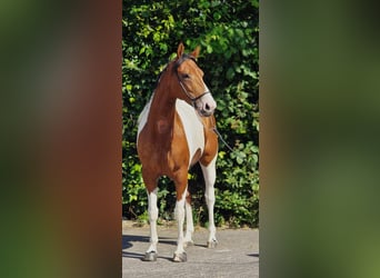 Pony Polacco, Giumenta, 5 Anni, 155 cm, Pezzato