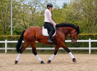 Pony Polacco, Giumenta, 5 Anni, 167 cm, Baio