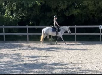 Pony Polacco, Giumenta, 6 Anni, 135 cm, Grigio