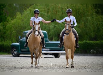 Pony Polacco, Giumenta, 6 Anni, 145 cm, Palomino