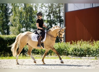 Pony Polacco, Giumenta, 6 Anni, 145 cm, Palomino