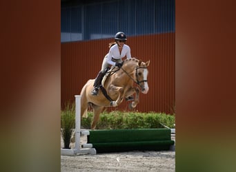 Pony Polacco, Giumenta, 6 Anni, 145 cm, Palomino