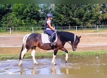 Pony Polacco Mix, Giumenta, 6 Anni, 150 cm, Pezzato
